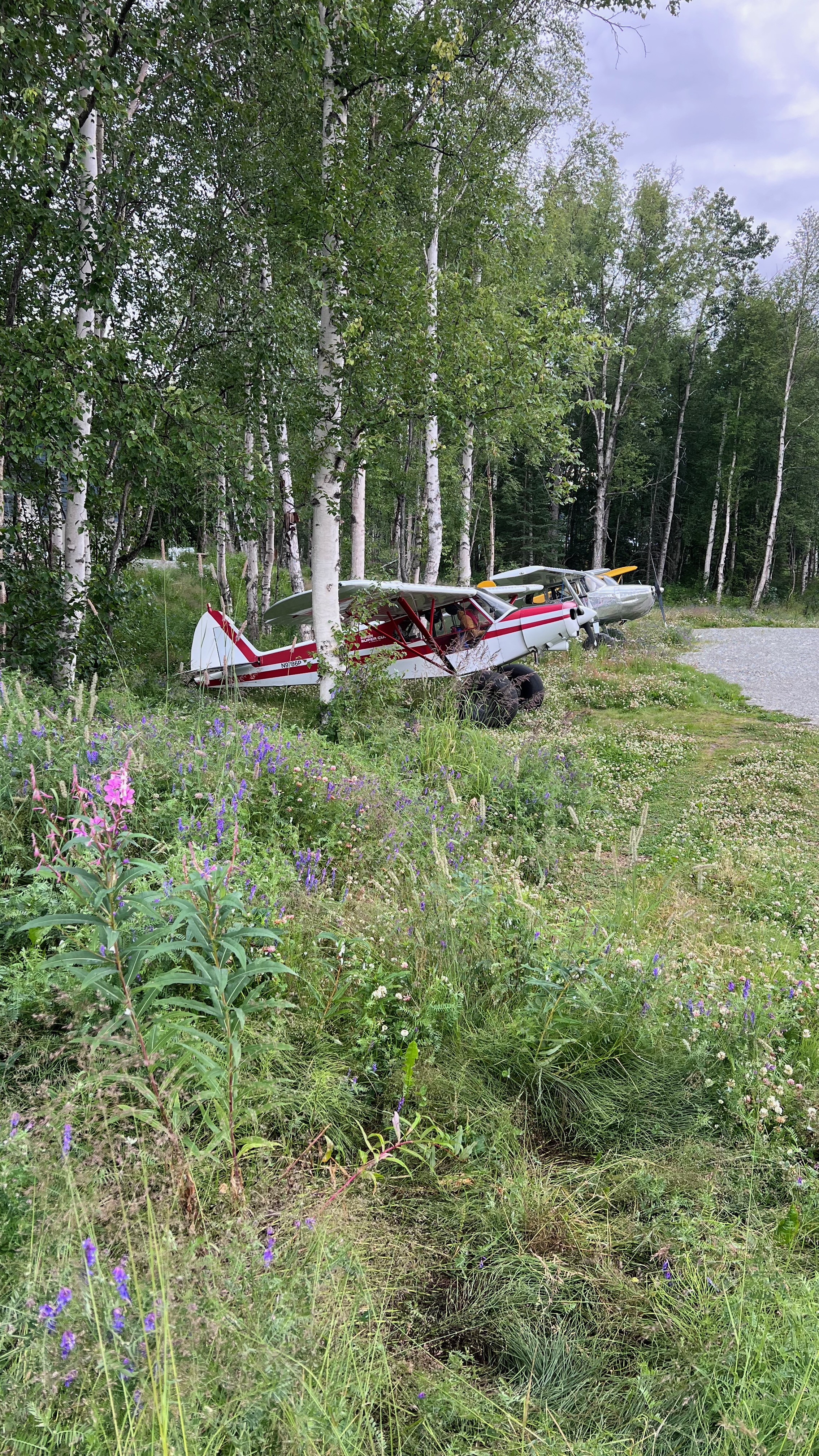 Super Cub parked in the fireweed at Wolf Lake